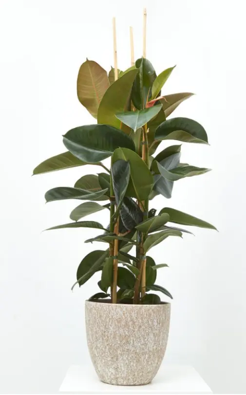 Plantas Nat de invernadero